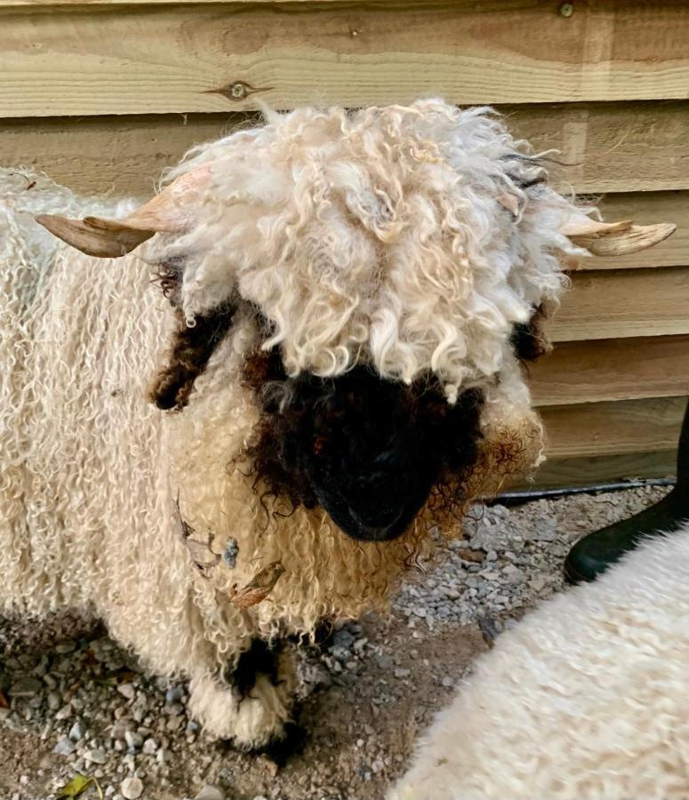 Delny Glamping And Farm Animals Hotel Invergordon Eksteriør billede