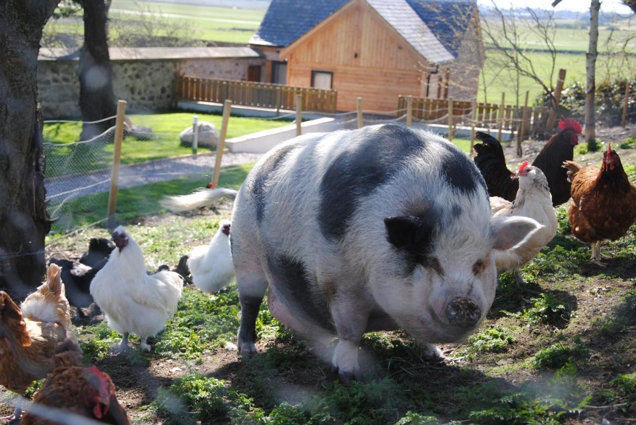 Delny Glamping And Farm Animals Hotel Invergordon Eksteriør billede