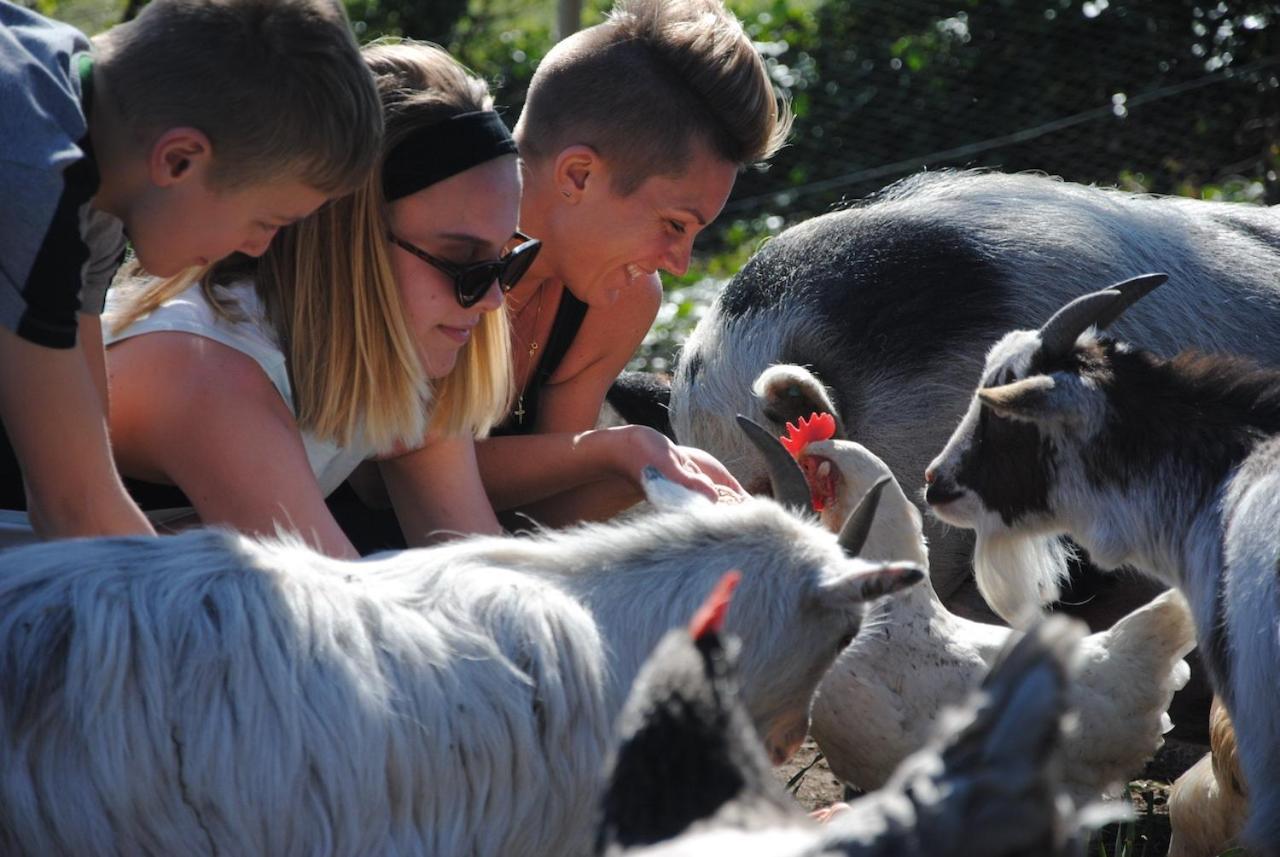 Delny Glamping And Farm Animals Hotel Invergordon Eksteriør billede
