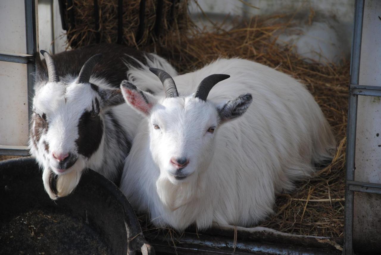 Delny Glamping And Farm Animals Hotel Invergordon Eksteriør billede