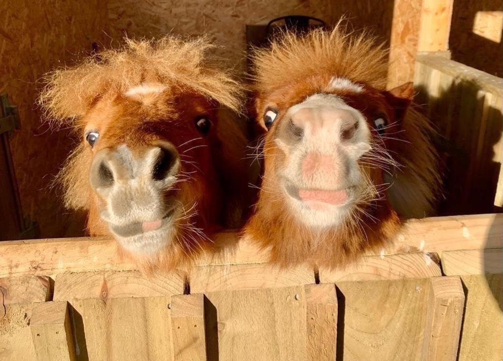 Delny Glamping And Farm Animals Hotel Invergordon Eksteriør billede